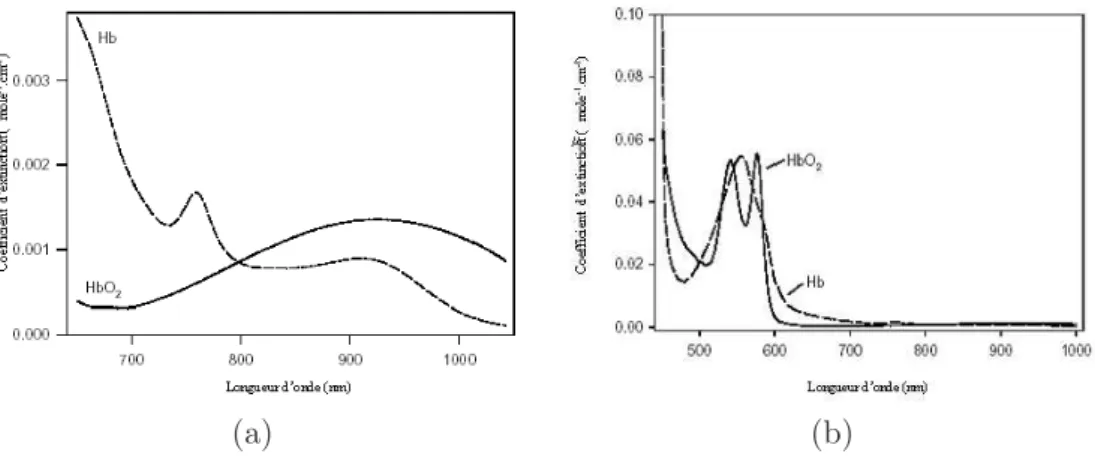 Fig. 1.6 – Spectre d’absorption de l’oxyh´emoglobine et de la d´eoxyh´emoglobine dans la plage 650-1050 nm (a) et 450-1000 nm (b).