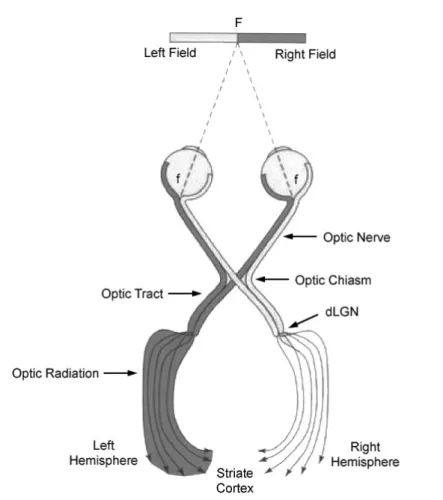 Figure 2.5: Diagram of the human optic nerves [ 26 ]. 2.1.2.2 The human photoreceptors