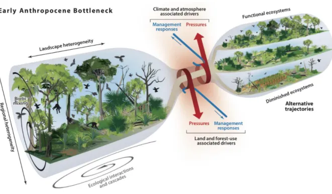 Figure  1.3  The  future  of  tropical  forests  are  determined  by  the  severity  and  duration  of  the 