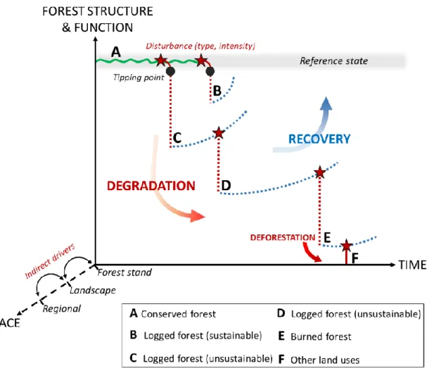 Figure 1.4 Adopted framework of simplified degradation and recovery trajectories at the forest stand 