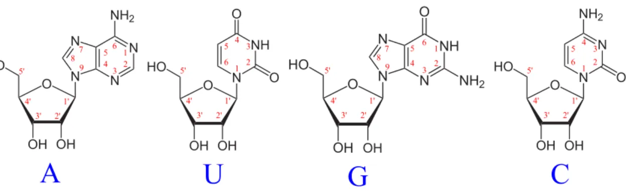 Figure 1.3 – Structure des diff´ erents ribonucl´ eosides, constituants de l’ARN et num´ erotation de leurs carbones et azotes (en rouge)