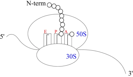 Figure 1.17 – Sch´ ema repr´ esentant la synth` ese d’une prot´ eine en cours d’´ elongation