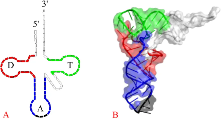 Figure 1.18 – Structures secondaire (A) et tertiaire (B) des ARNt en l’occur- l’occur-rence, celui de la ph´ enylalanine chez la levure (code PDB : 4TNA)