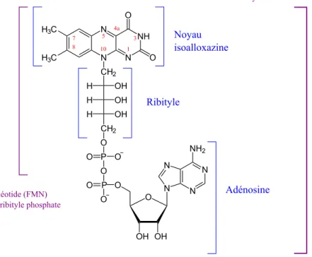Figure 1.25 – Formule des cofacteurs flaviniques. La flavine mononucl´ eotide (FMN) se d´ ecompose en un noyeau isoalloxazine et une chaˆıne ribityle phosphate tandis que la flavine ad´ enine dinucl´ eotide (FAD) se d´ ecompose en une FMN et une ad´ enosin