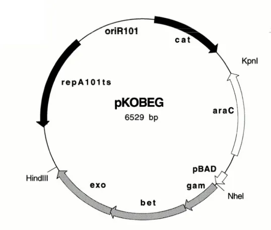 Figure 2.1 – Carte du plasmide pKOBEG utilis´ e pour l’inactivation de g` enes chez E.coli par insertion de cassette.