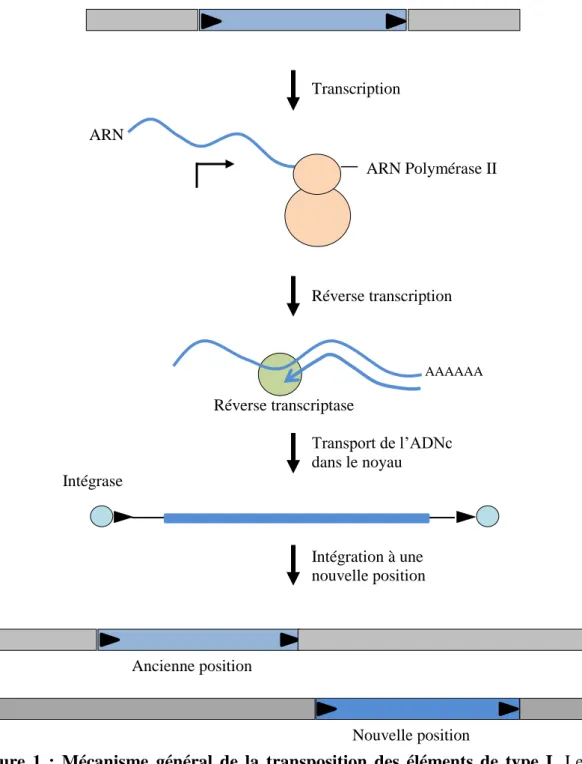 Figure  1  :  Mécanisme  général  de  la  transposition  des  éléments  de  type  I.  Les  grandes 
