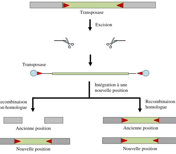 Figure  2  :  Mécanisme  général  de  la  transposition  des  transposons  à  ADN  de  la  sous- sous-classe 1