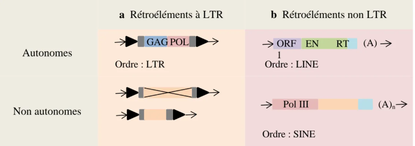 Figure 3 : Classification des éléments transposables de type I, ou rétrotransposons. Tous 