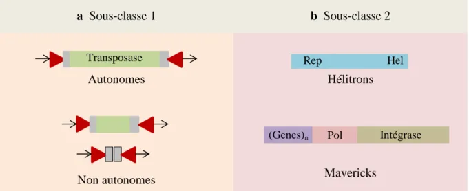 Figure 4 : Classification des éléments transposables de type II, ou transposons à ADN