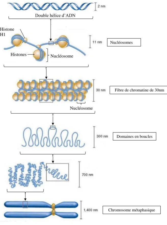 Figure  10  :  Les  différents  niveaux  de  compaction  de  la  chromatine.  Les  différents 