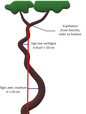 Figure 10 | Illustration de la mesure de rectitude, de  courbure basale et de la présence de fourche
