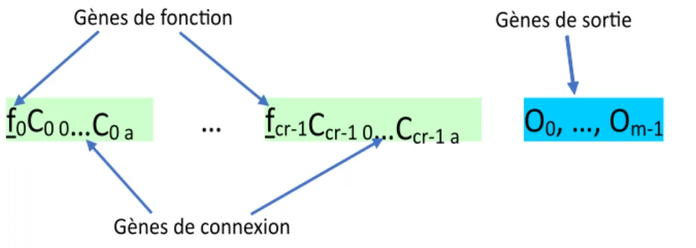 Figure 1.22 – Génotype d’un programme CGP.