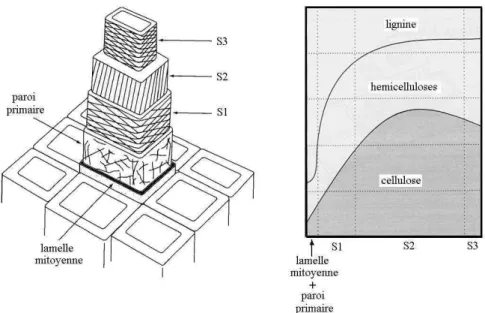 Figure 8.  Les couches de la paroi cellulaire et sa distribution des composants chimiques.