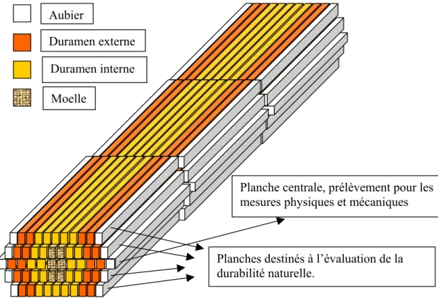 Figure 18.  Distribution des planches d’un billon de 150 cm pour les essais sur bois massif.
