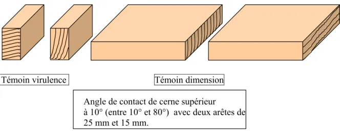 Figure 23. L’orientation des cernes d’éprouvettes témoins conformément à  ENV 12038. 2.2.2 Les contreplaqués
