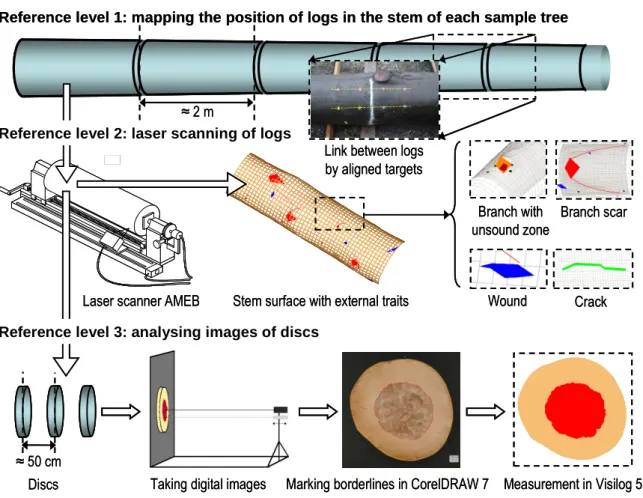 Figure 3. Sequence of measurements of trees in group 1. Details about the method of measurement are  given in Paper I