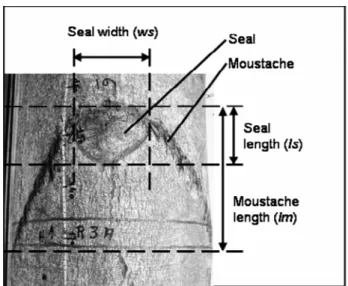 Figure 4. Branch scar consisting of the “seal” and “moustache”, measured variables (Figure adopted  from Paper II)