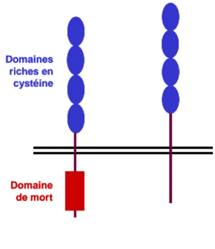 Figure 2 : Représentation schématique des récepteurs de type I et II du TNF- α . TNFR-I (p55)TNFR-II (p75)Domaine de mortDomaines riches en cystéineTNFR-I (p55)TNFR-II (p75)Domaines riches en cystéineDomaine de mort