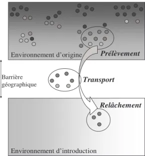 Figure 9. Schéma de la phase d’introduction. 