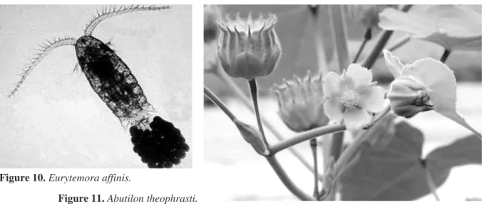 Figure 10. Eurytemora affinis. 