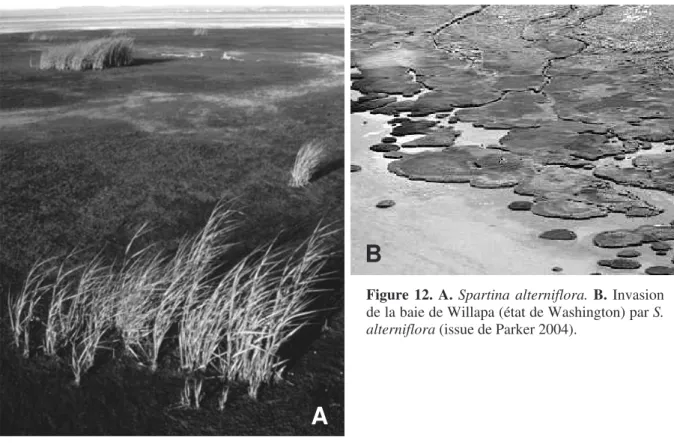 Figure 12. A. Spartina alterniflora. B. Invasion 