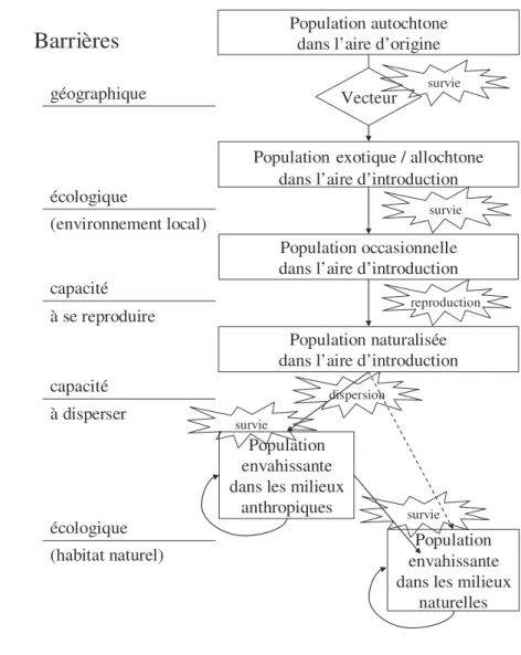 Figure  13.  Les  différentes 