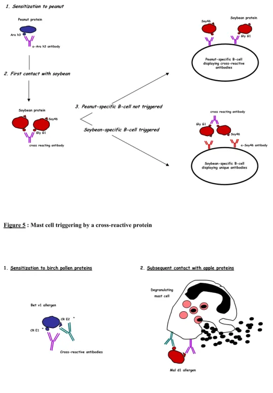 Figure 5 : Mast cell triggering by a cross-reactive protein