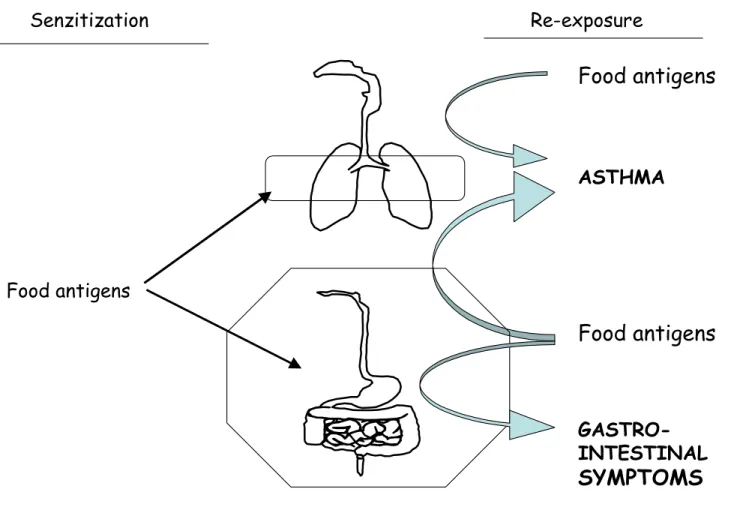Figure 6 : Asthma and gastro-intestinal symptoms induced by food ingestion or food inhalation