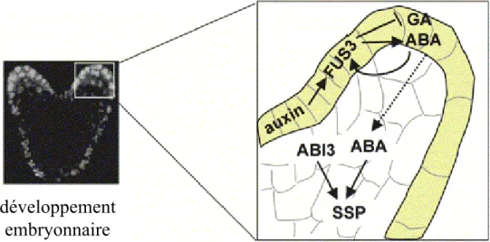 Figure 1.10 : Représentation schématique des protéines ABI3 et FUS3, à domaine bZIP. Quatre domaines