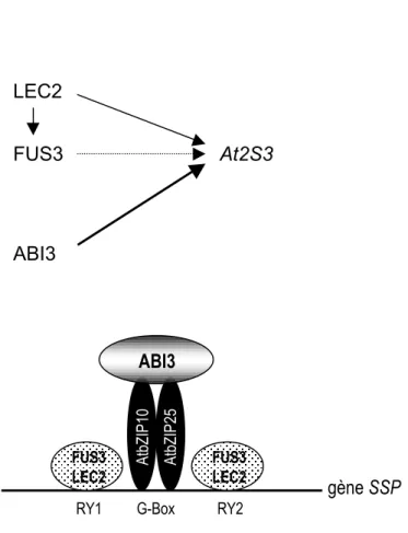 Figure 1.12 : Modèle de régulation des gènes codant des protéines de réserve (SSP). Les protéines ABI3,