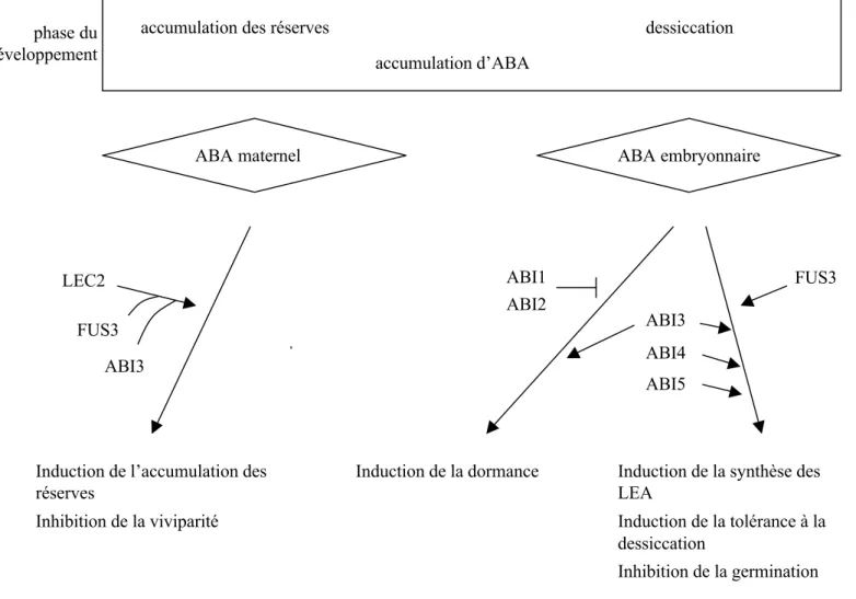 Figure 1.13 : Régulateurs principaux intervenant dans le développement de la graine.