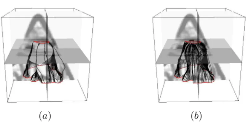 Figure 6. (a) Minimal path network obtained on a ultrasound image of the left ventricle