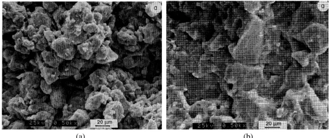 Figure 1-7. Observation au MEB de la structure d’un limon compacté: a) du coté sec de l’optimum; b)  du côté humide (Delage et al