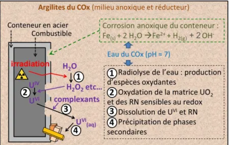 Figure I-7 : Mécanisme de la dissolution oxydante du combustible après corrosion du  conteneur de stockage en acier (adapté de Poinssot et al