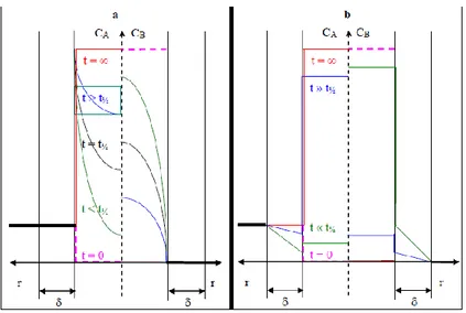 Figure 26 : profils de concentrations radiales pour le transfert interne comme étape limitante (a) et pour le transfert  dans le film comme étape limitante (b)
