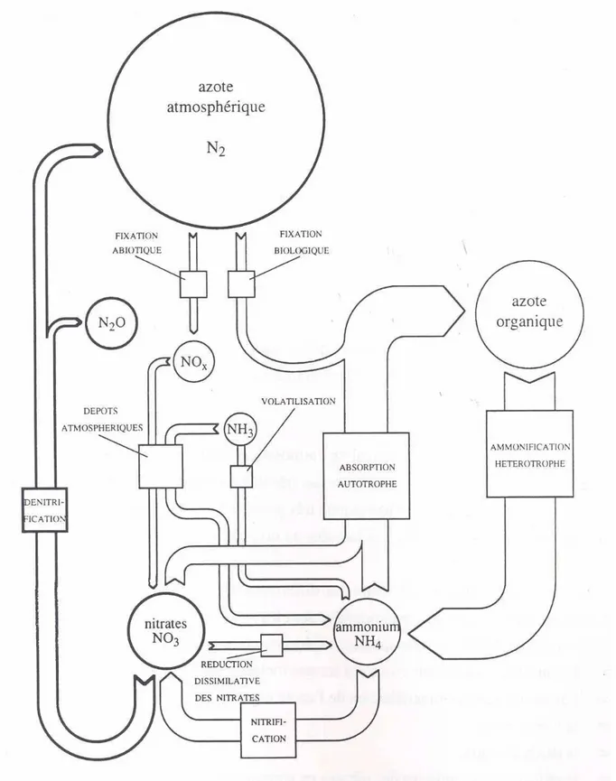 Figure 7. Schéma général des processus impliqués dans le cycle de l’azote  (Billen &amp; Garnier, 1999)