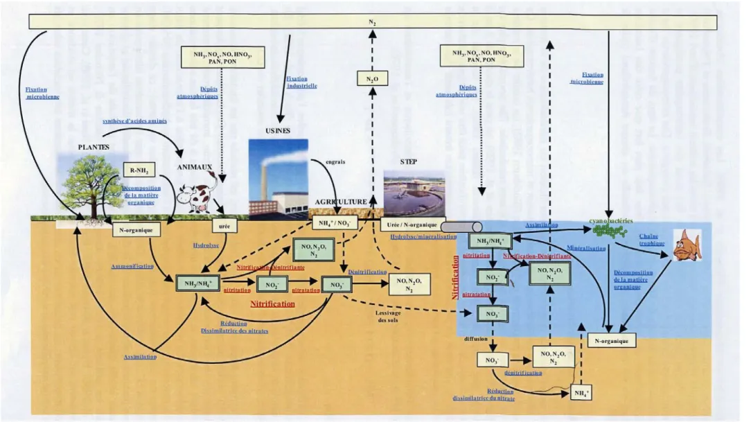 Figure 8. Cycle de l’azote montrant les connexions existant entre les milieux terrestres et aquatiques