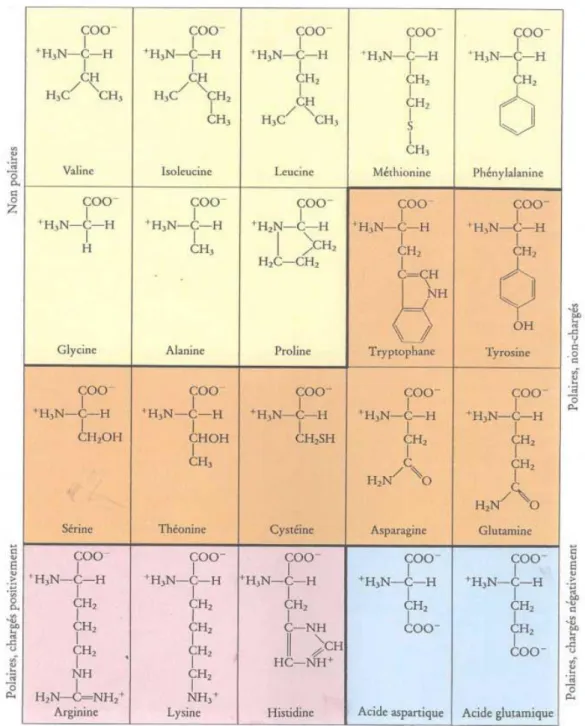 Fig. I. 2 Tableau des vingt acides aminés naturels. Ils peuvent être apolaires (hydrophobes) et 