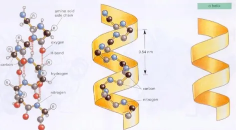 Fig. I. 3 Schéma de l‟hélice droite de type α très répandue dans le repliement des protéines