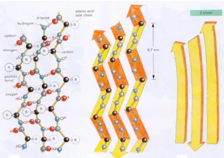 Fig.  I.  4 Schéma  du  feuillet  β  anti-parallèle  qui  est  la  juxtaposition  de  brins  β  ayant  des 