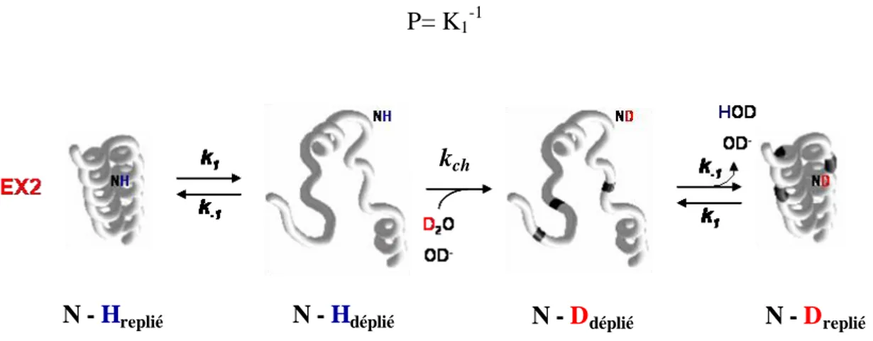 Fig. I. 14 Principe de l’échange H/D dans le cas d’une cinétique EX2. 
