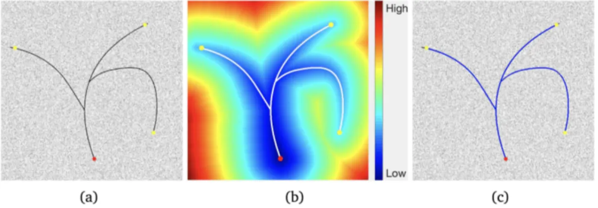 Figure 2: An example for the extraction of a curvilinear tree structure using Minimal paths