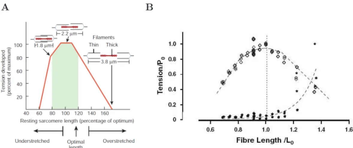 Fig. 1.11 – Tension vs sarcomere length relation. (A): scheme indicating the relation between the isometric tension and the degree of filament overlap (from Tortora and Derrikson , 2009 )