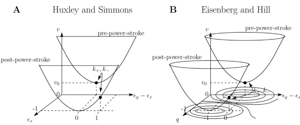 Fig. 2.16 – Huxley and Simmons’ 1971 model vs Eisenberg and Hill’s 1978 model. In both