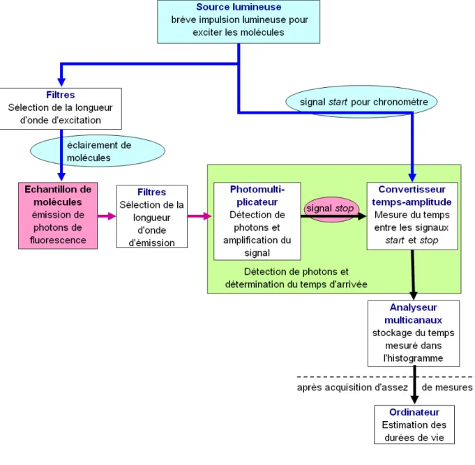 Figure 1.4: Schéma de la technique TCSPC standard.