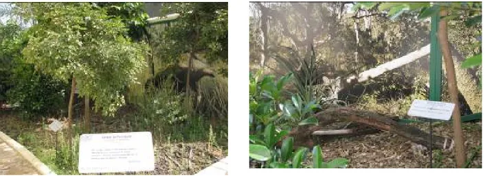 Illustration 1 : Jardins avec des espèces du Cerrado. À droite, détail d’une photographie d’une Jaguatirica et à gauche photographie d’un tamanoir