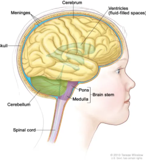Figure 1.1: The brain’s macroscopic organization. Image comes from http: