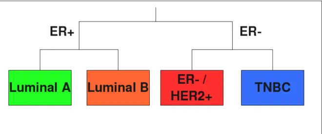 Figure 1.1: Classification of breast cancers between estrogen receptor (ER) positive and ER negative tumors