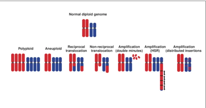 Figure 3.2: Schematic view of typical chromosome aberrations that are found in cancer cells