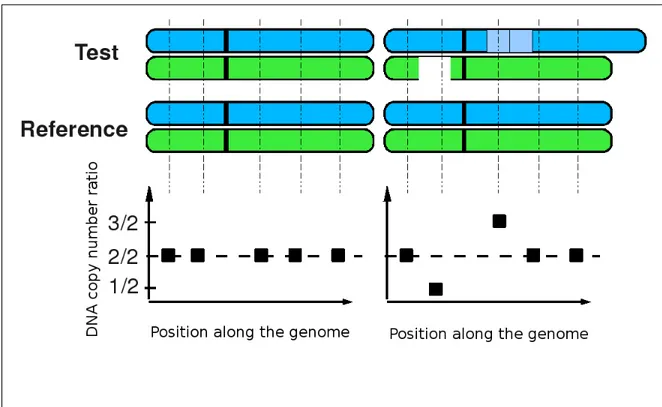Figure 3.5: Illustration of chromosomes and the corresponding CGH profiles. Using CGH arrays, a test sample is compared to a reference